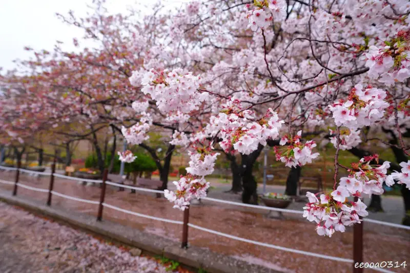 釜山賞櫻花行程「慶和火車站、余佐川羅曼史橋、帝皇山公園」，鎮