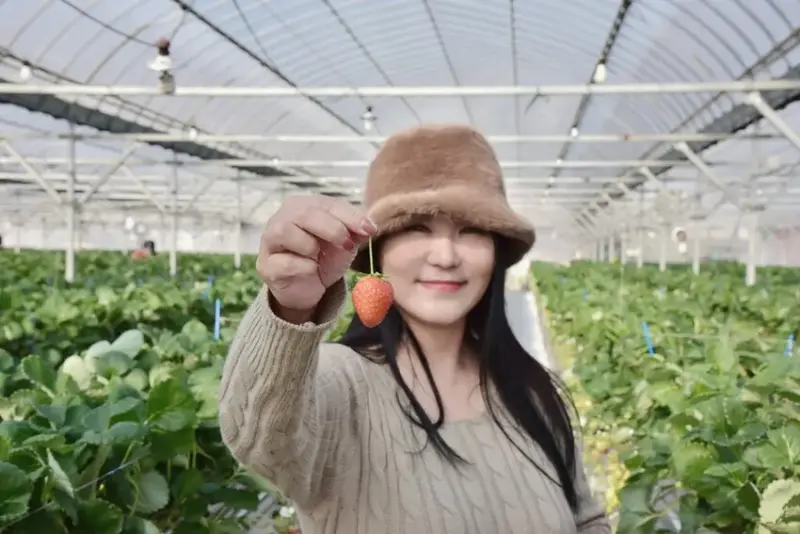 四國愛媛大三島｜INOUE ICHIGOEN草莓園 當季限定