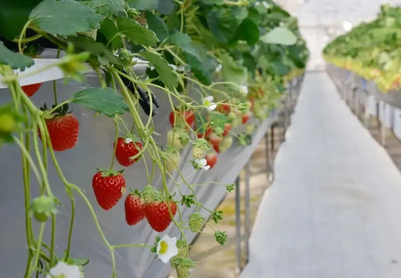四國愛媛大三島｜INOUE ICHIGOEN草莓園 當季限定