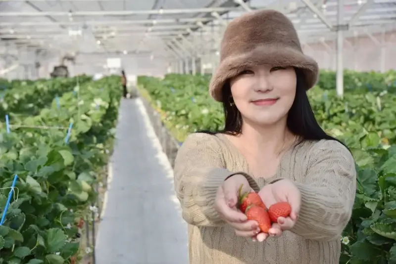 四國愛媛大三島｜INOUE ICHIGOEN草莓園 當季限定