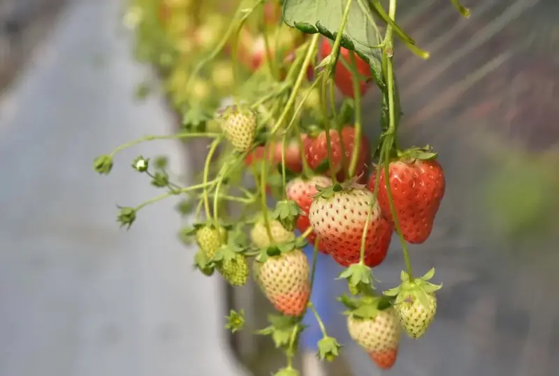 四國愛媛大三島｜INOUE ICHIGOEN草莓園 當季限定