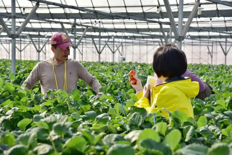 雄獅旅遊｜日本四國雙鐵道六天五夜行程推薦 伊予灘夕陽列車&千