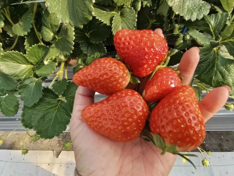 雄獅旅遊｜日本四國雙鐵道六天五夜行程推薦 伊予灘夕陽列車&千