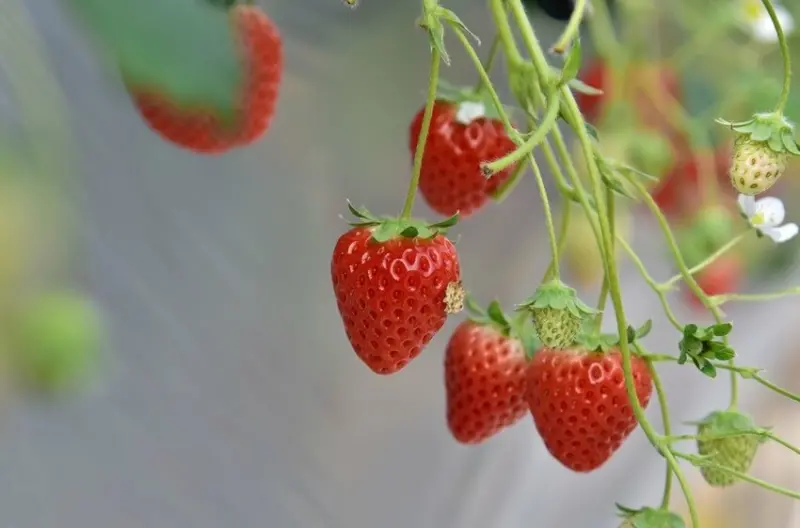 雄獅旅遊｜日本四國雙鐵道六天五夜行程推薦 伊予灘夕陽列車&千