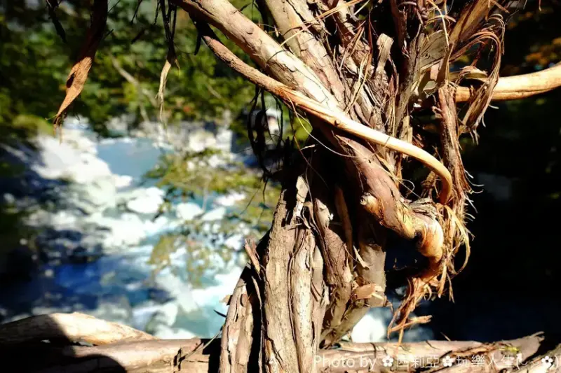 雄獅旅遊｜日本四國雙鐵道六天五夜行程推薦 伊予灘夕陽列車&千