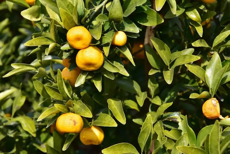 四國愛媛大三島｜INOUE ICHIGOEN草莓園 當季限定