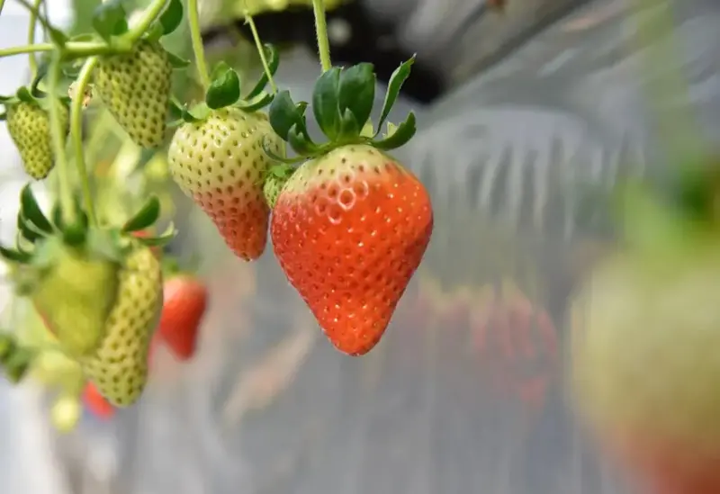 四國愛媛大三島｜INOUE ICHIGOEN草莓園 當季限定