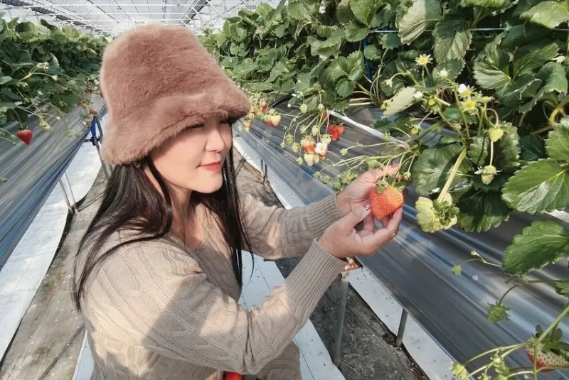 雄獅旅遊｜日本四國雙鐵道六天五夜行程推薦 伊予灘夕陽列車&千