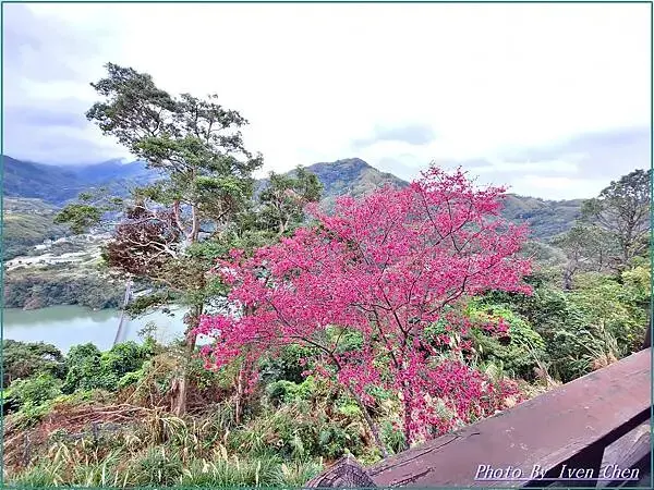 《桃園復興鄉景觀咖啡廳》角板山賞花的日子，青年活動中心比雅山