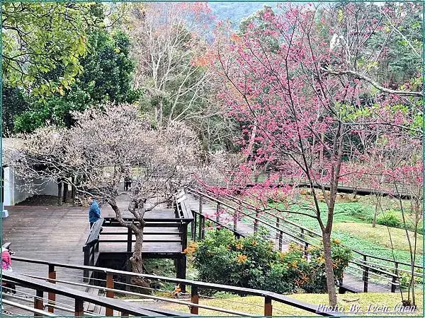 《桃園復興鄉景觀咖啡廳》角板山賞花、比雅山景觀咖啡廳賞景的日