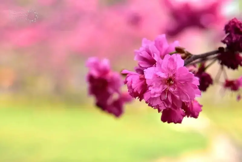 中科崴立櫻花公園:八重櫻