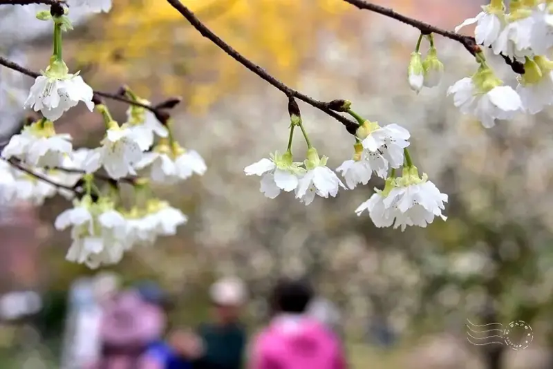 中科崴立櫻花公園:綠萼櫻