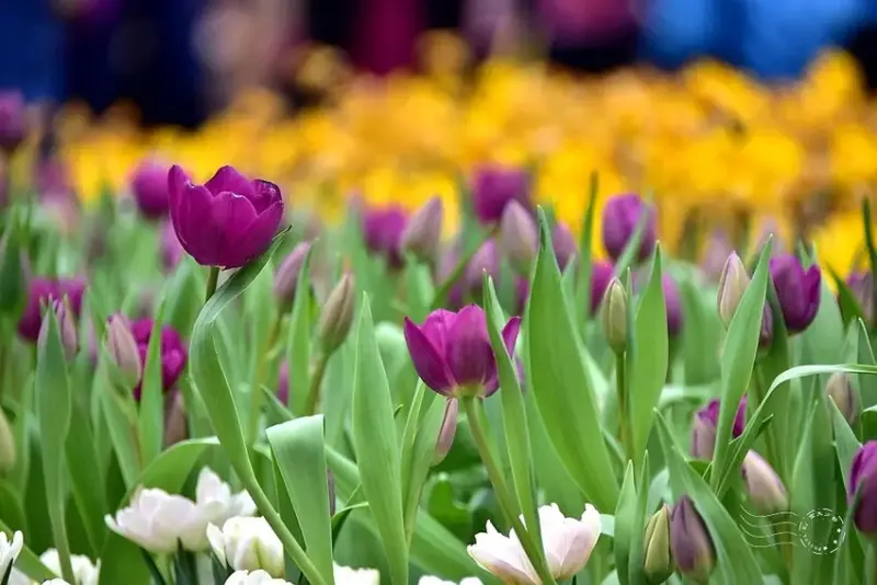 2025士林官邸鬱金香展