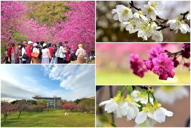 台中后里【中科崴立櫻花公園】