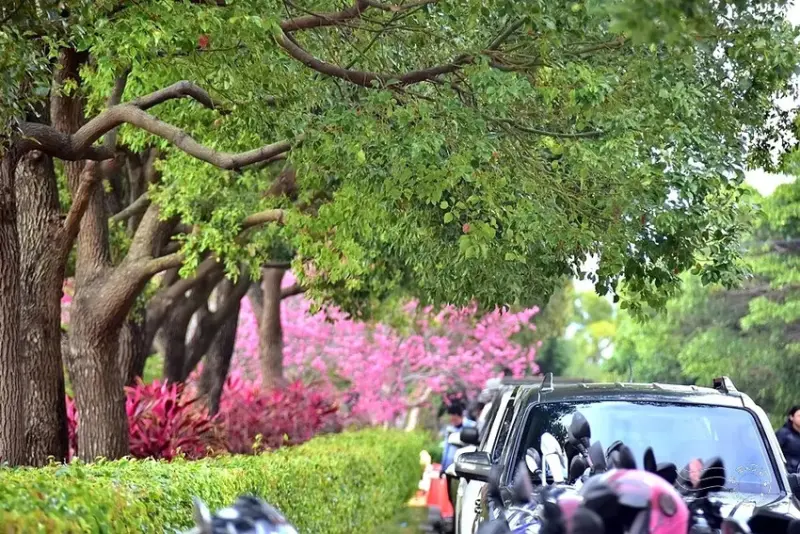 中科崴立櫻花公園