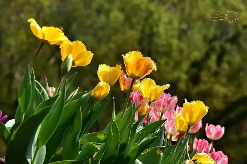 2025士林官邸鬱金香展