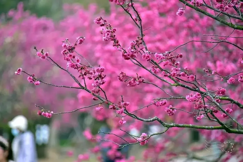 中科崴立櫻花公園:八重櫻
