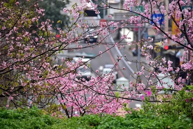 新竹公園櫻花