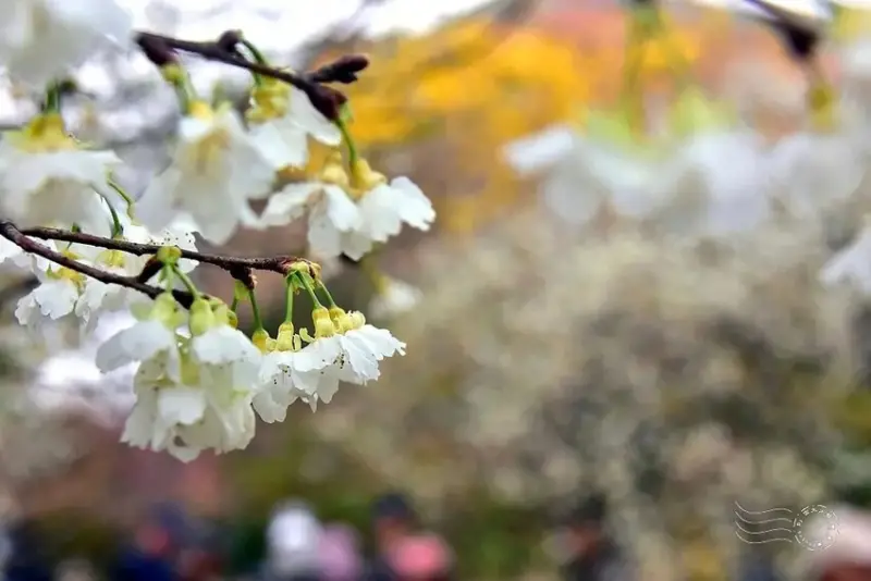 中科崴立櫻花公園:綠萼櫻