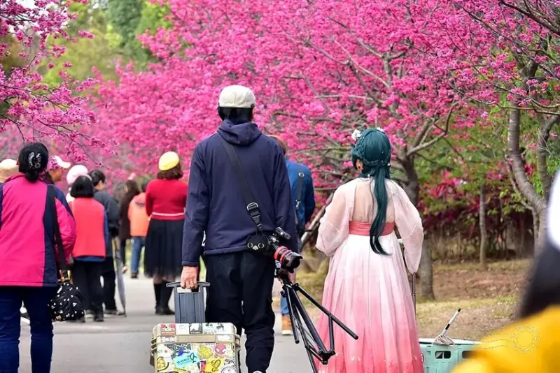 中科崴立櫻花公園:八重櫻