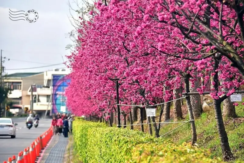 中科崴立櫻花公園:八重櫻