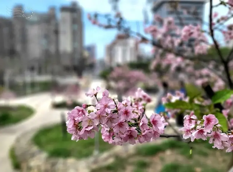 新竹公園櫻花