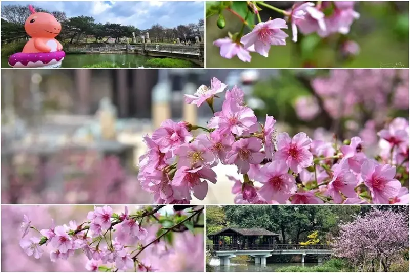 新竹公園櫻花