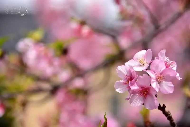 新竹公園櫻花
