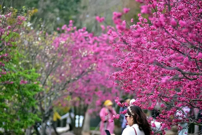 中科崴立櫻花公園:八重櫻