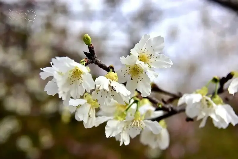 中科崴立櫻花公園:綠萼櫻
