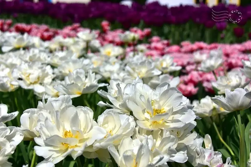 2025士林官邸鬱金香展