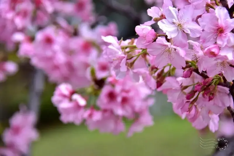 新竹公園櫻花