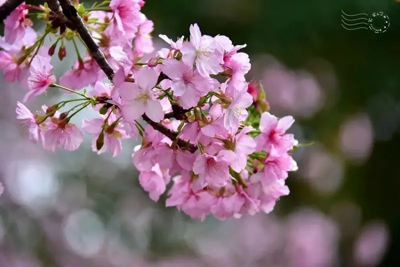新竹公園櫻花