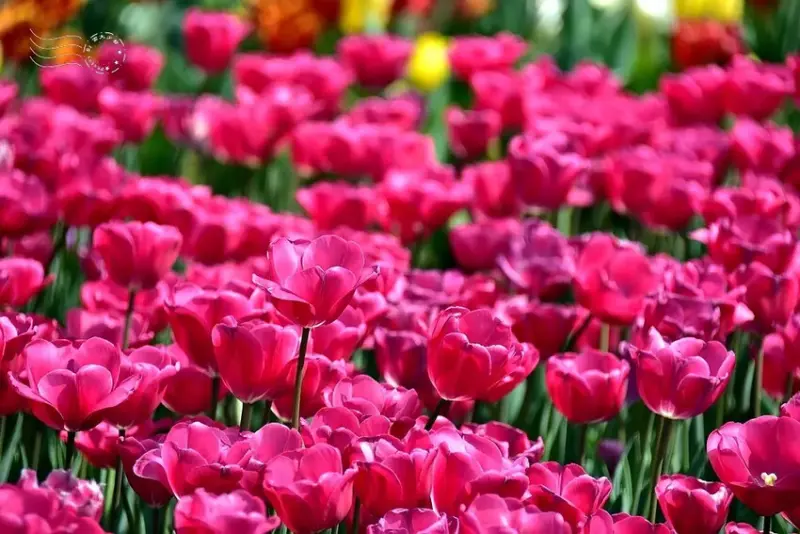 2025士林官邸鬱金香展