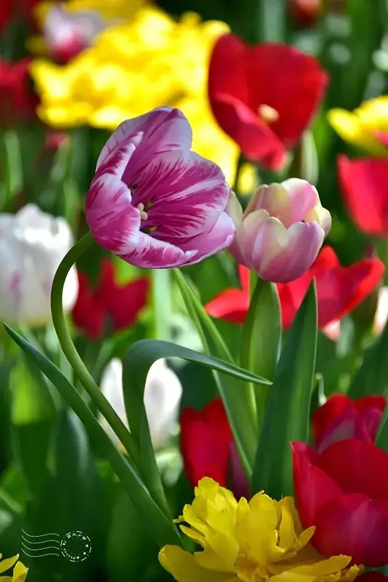 2025士林官邸鬱金香展