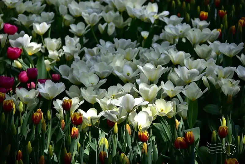 2025士林官邸鬱金香展