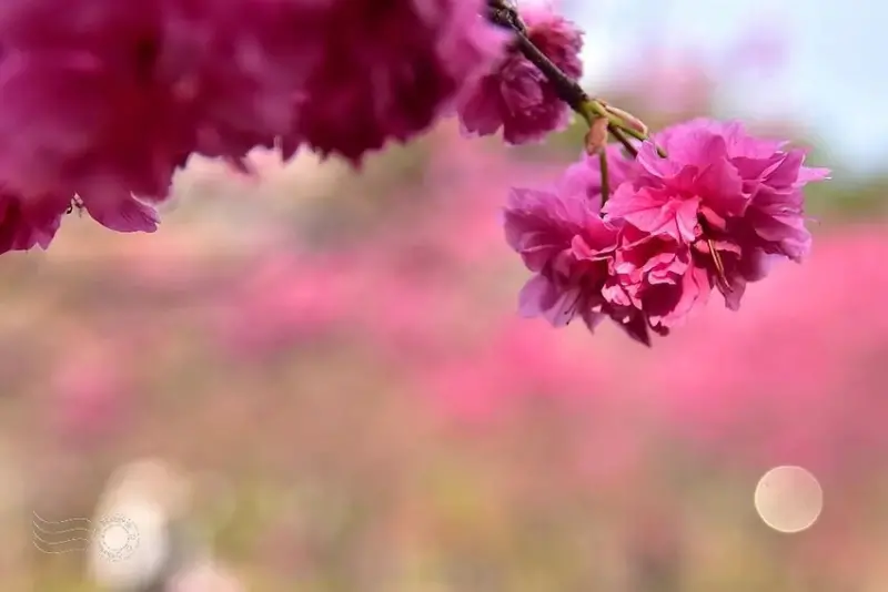 中科崴立櫻花公園:八重櫻