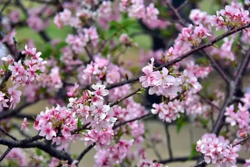 新竹公園櫻花
