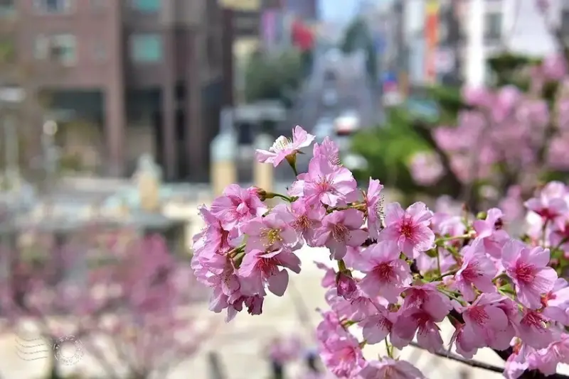 新竹公園櫻花