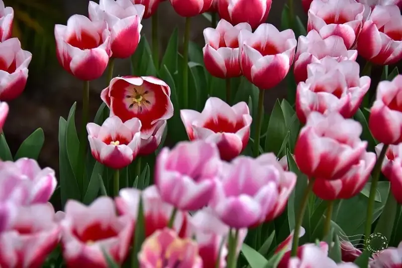 2025士林官邸鬱金香展