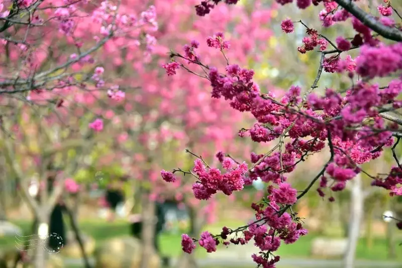 中科崴立櫻花公園:八重櫻