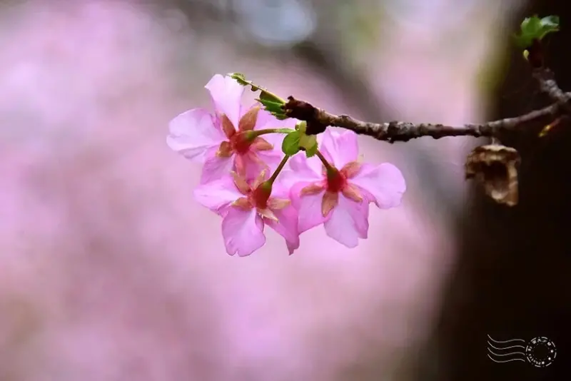 新竹公園櫻花