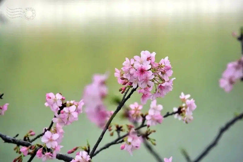 新竹公園櫻花
