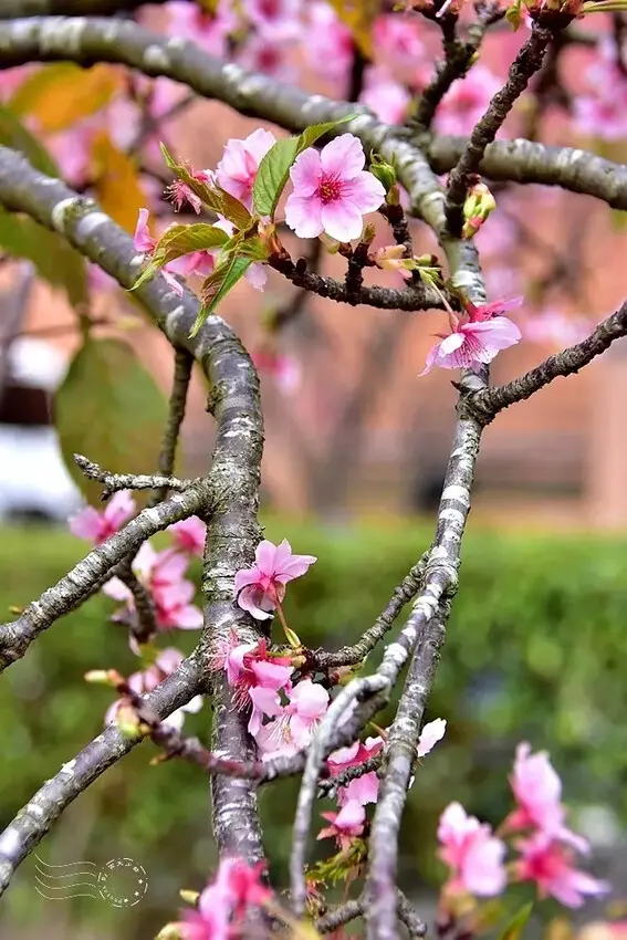 中科崴立櫻花公園:柳櫻