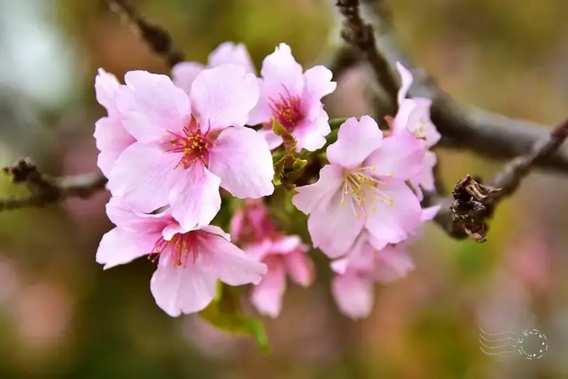 中科崴立櫻花公園:河津櫻