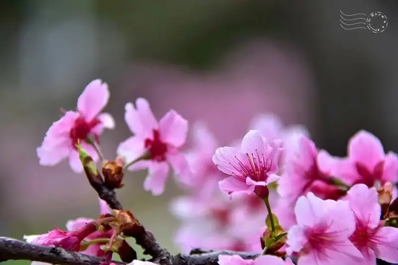 新竹公園櫻花