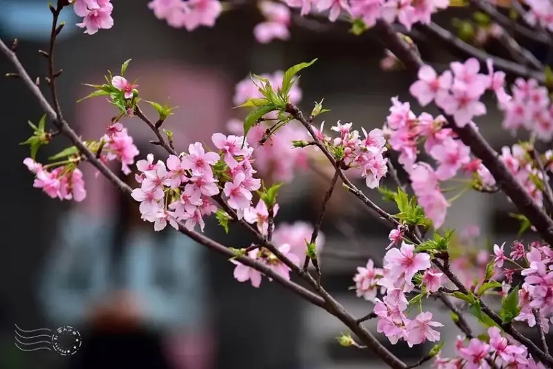 新竹公園櫻花