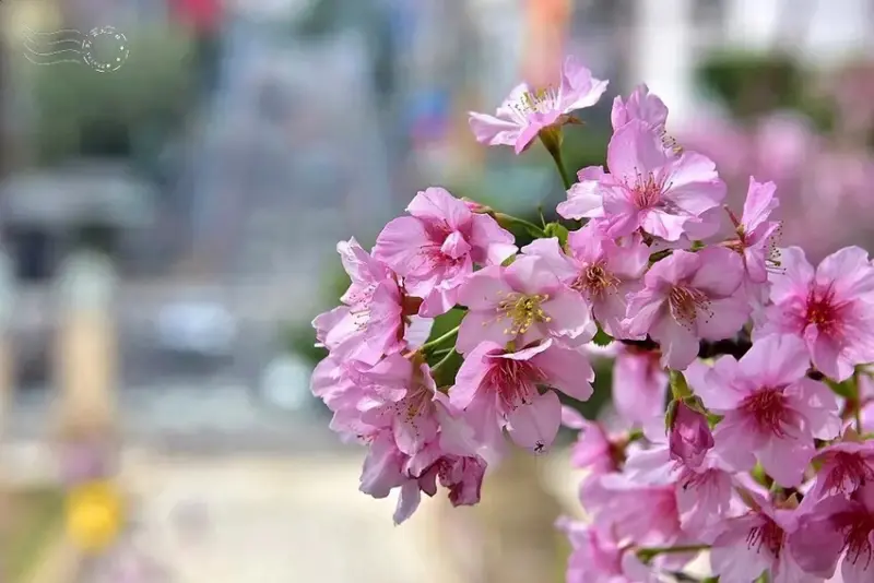 新竹公園櫻花