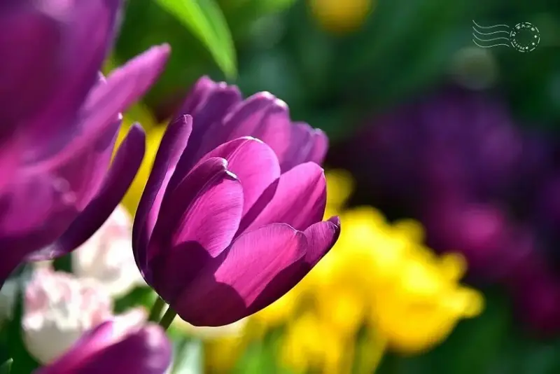 2025士林官邸鬱金香展