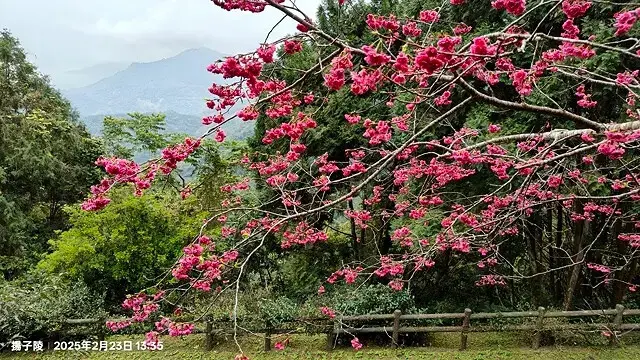 2025竹山紫南宮，來擲茭借發財金｜2025鳳凰谷鳥園生態園